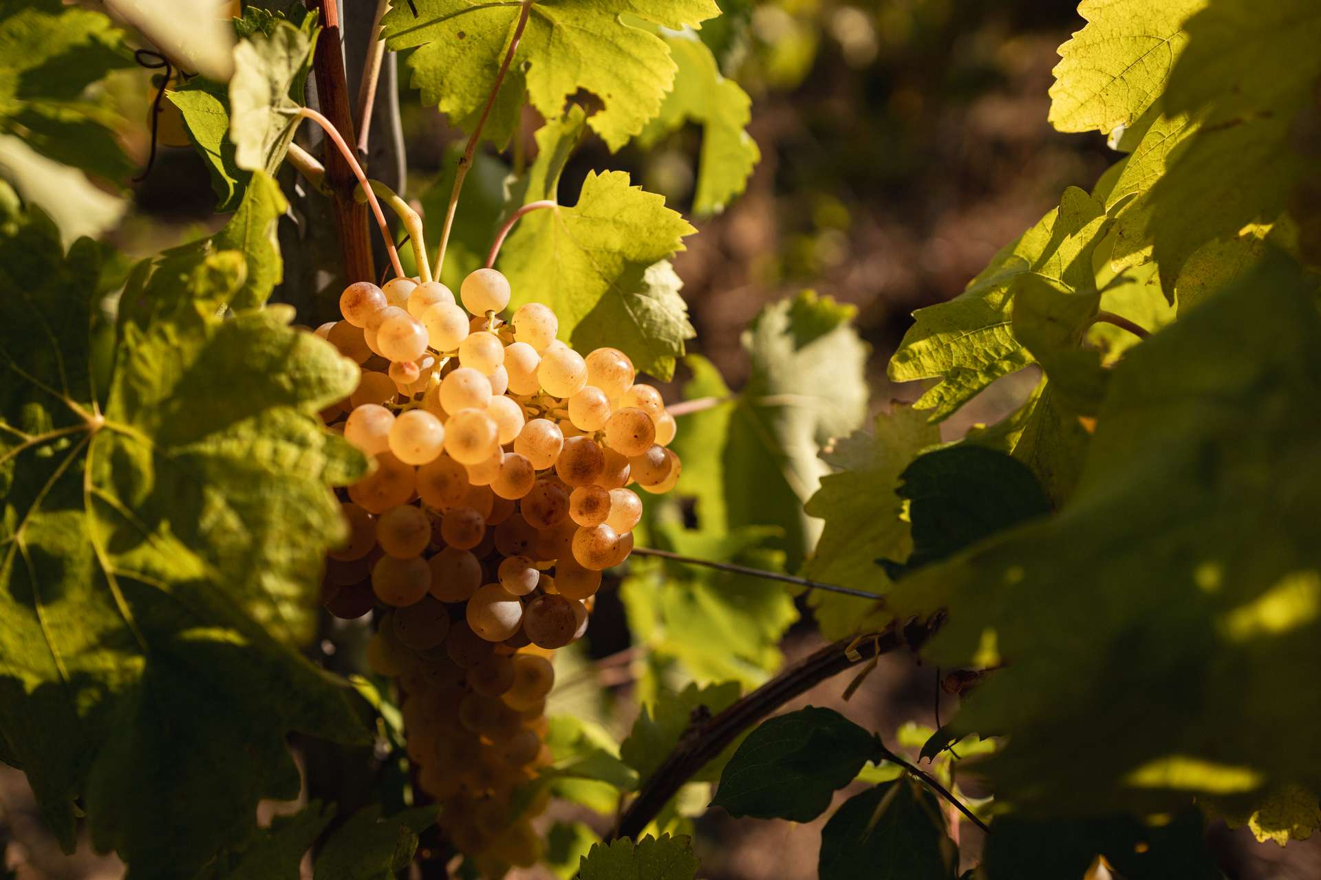 colli-maceratesi-doc-ribona-cantina-andrea-giorgetti-2