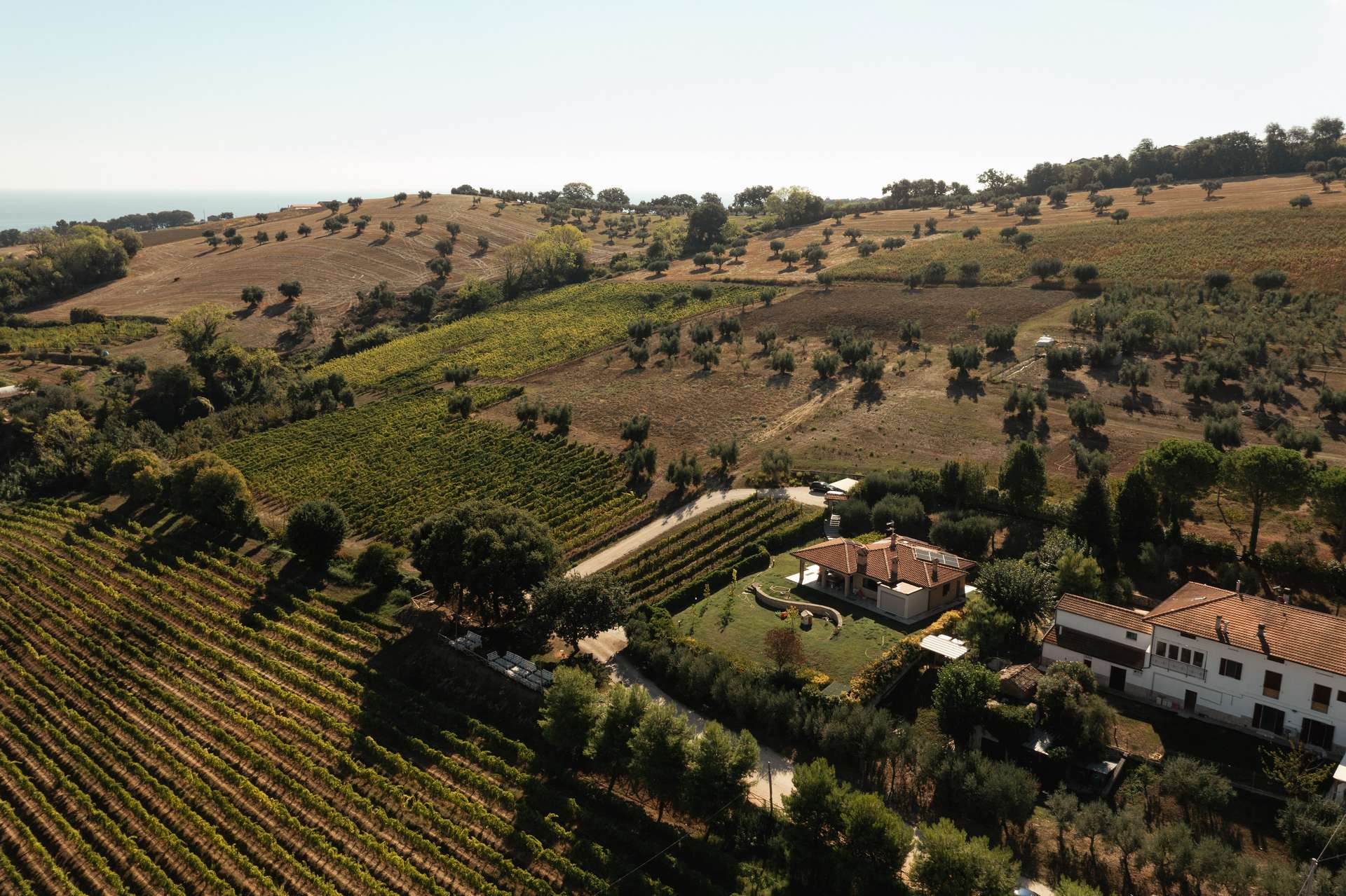 colli-maceratesi-doc-ribona-cantina-andrea-giorgetti-6