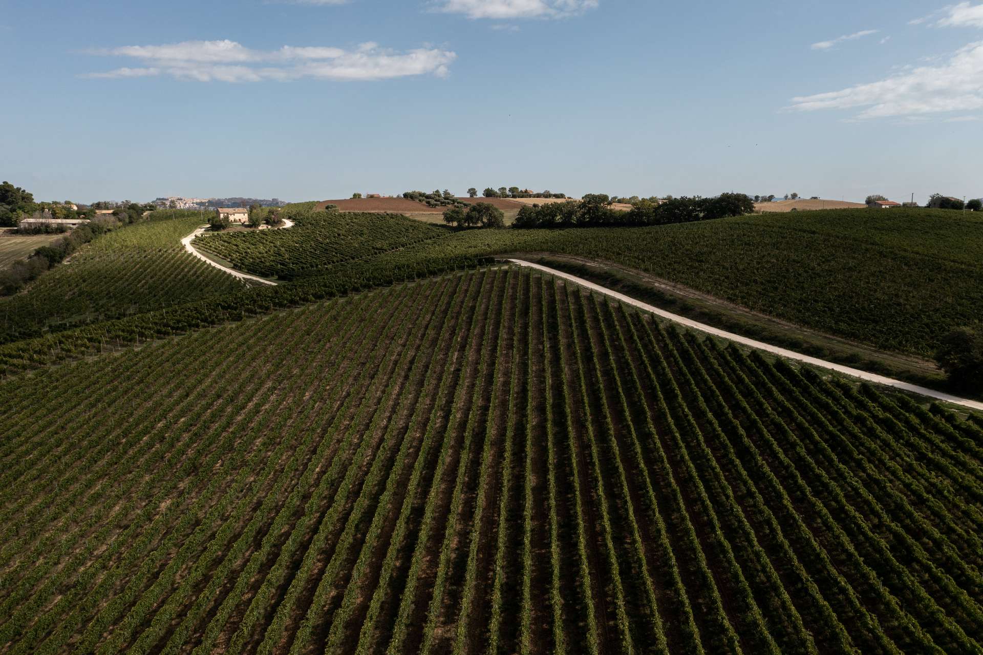 colli-maceratesi-doc-ribona-cantina-conti-degli-azzoni-10