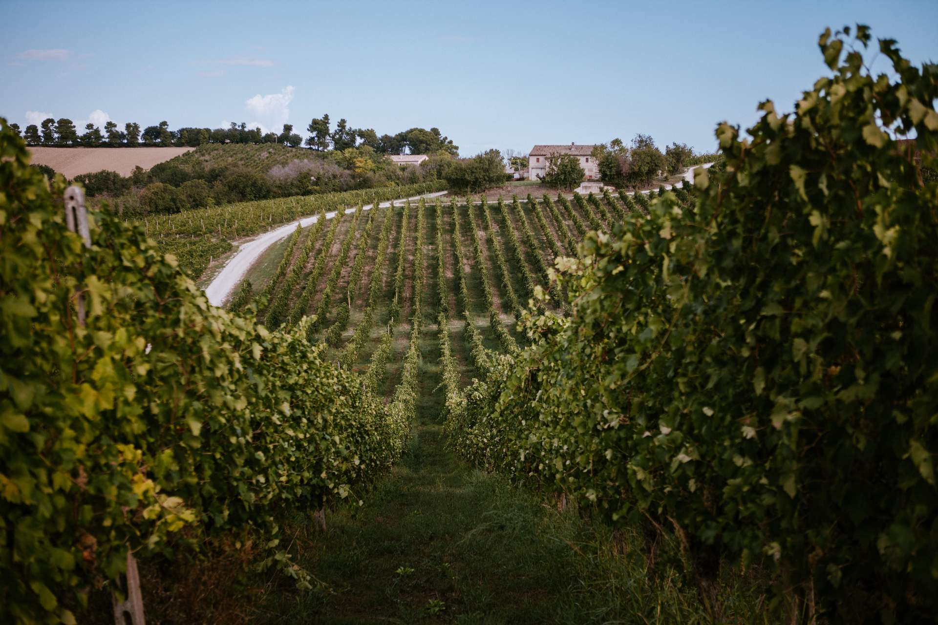 colli-maceratesi-doc-ribona-cantina-conti-degli-azzoni-8