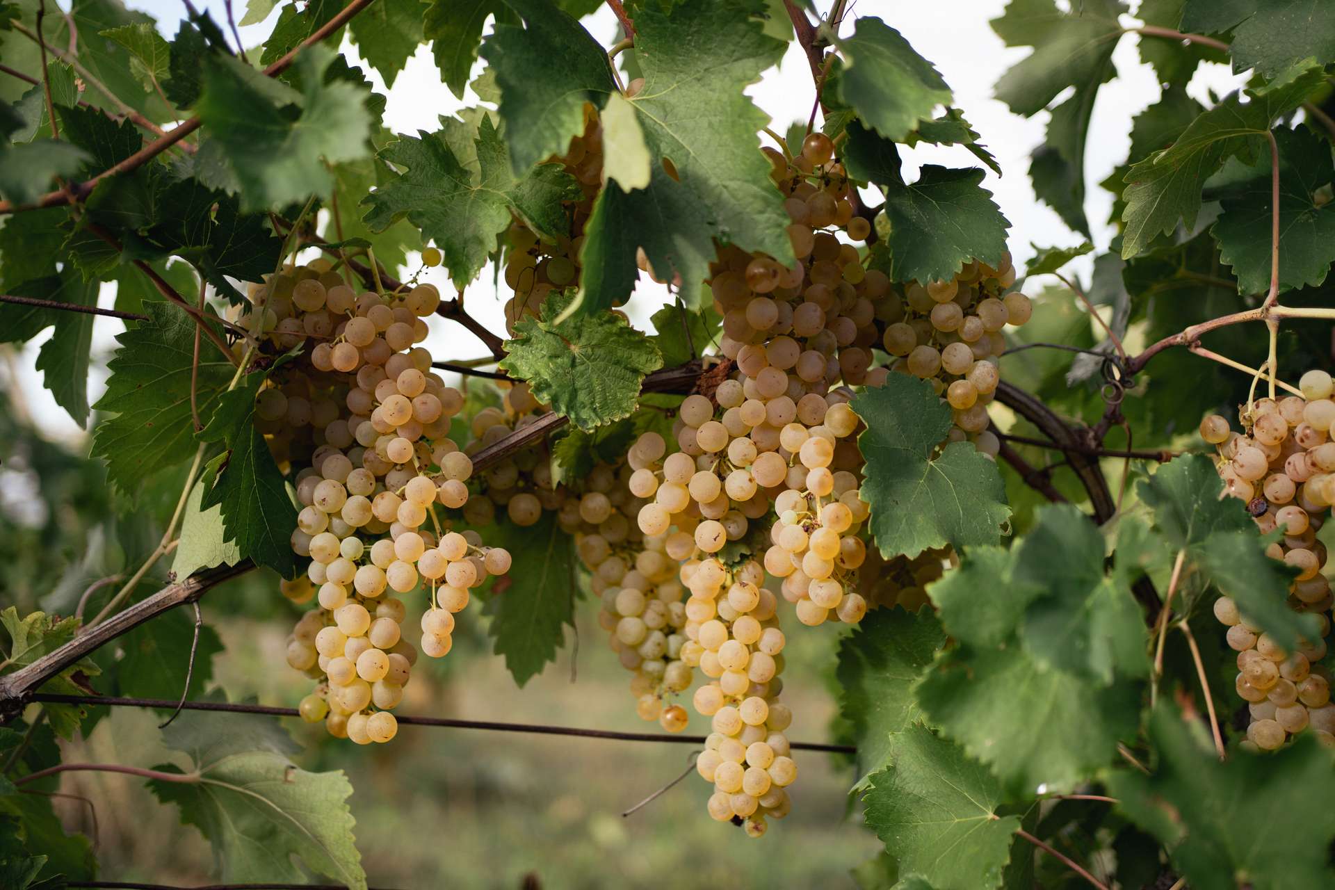 colli-maceratesi-doc-ribona-cantina-conti-degli-azzoni-9