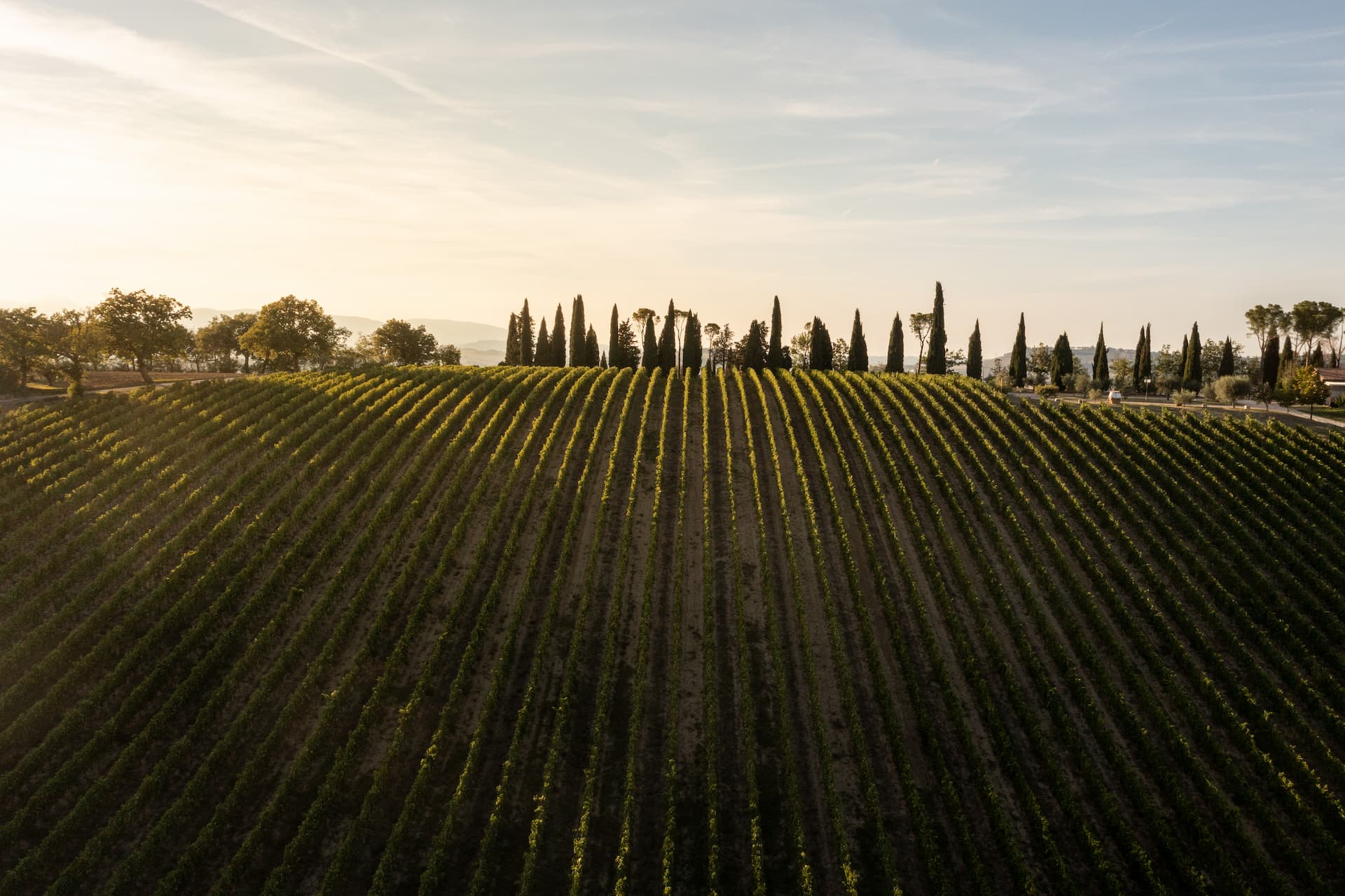 colli-maceratesi-doc-ribona-cantina-sant-isidoro-10