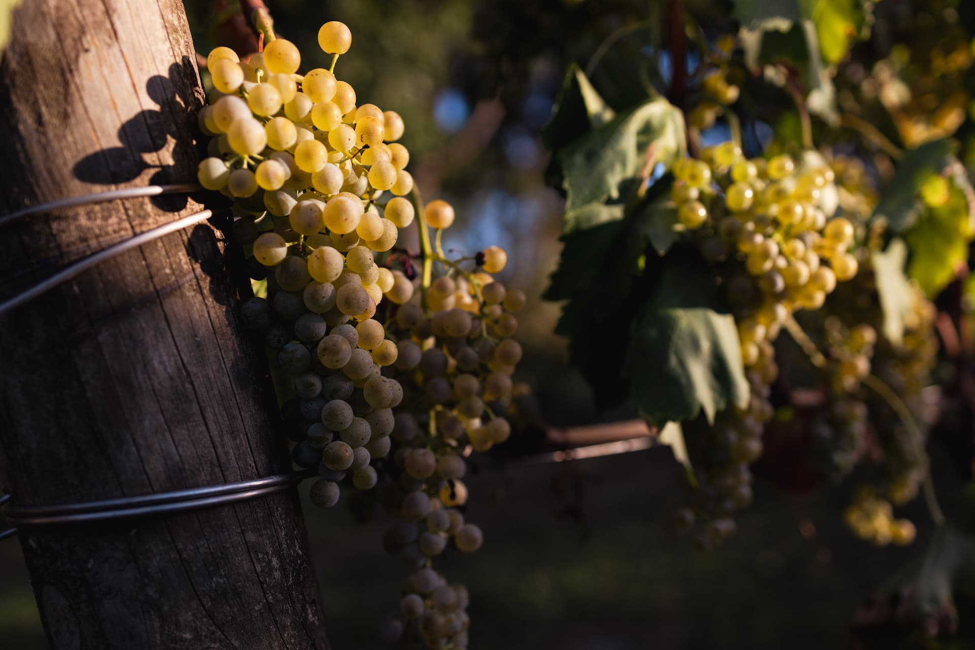 colli-maceratesi-doc-ribona-cantina-sant-isidoro-12