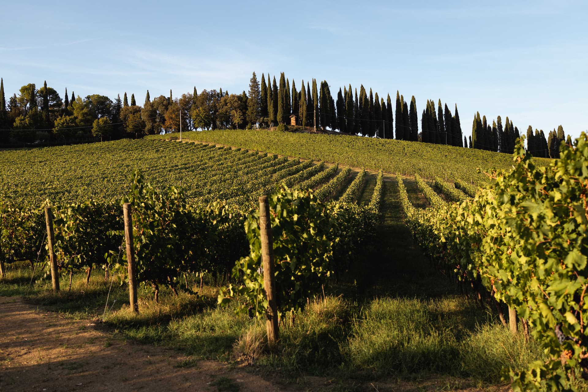colli-maceratesi-doc-ribona-cantina-sant-isidoro-13
