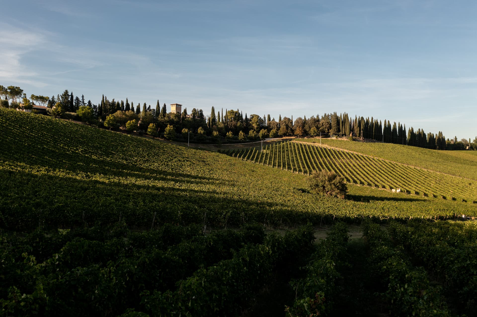 colli-maceratesi-doc-ribona-cantina-sant-isidoro-9