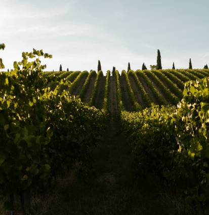 colli-maceratesi-doc-ribona-home-la-zona-di-produzione-1