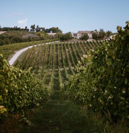 colli-maceratesi-doc-ribona-zona-di-produzione-2